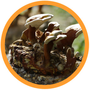 Ganoderma